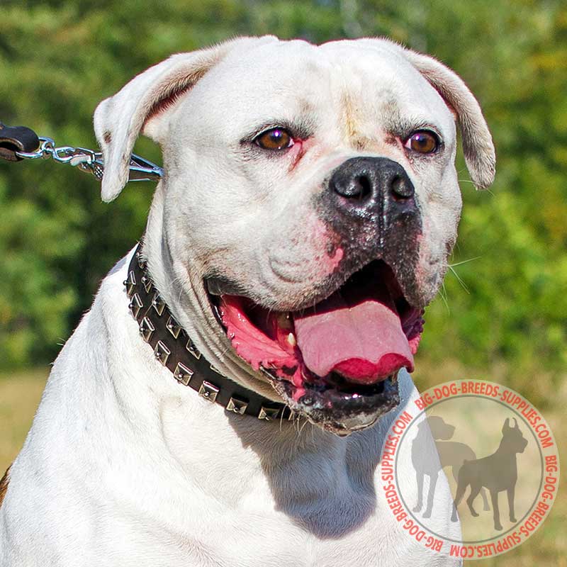 Leather American Bulldog Collar with Nickel Studs