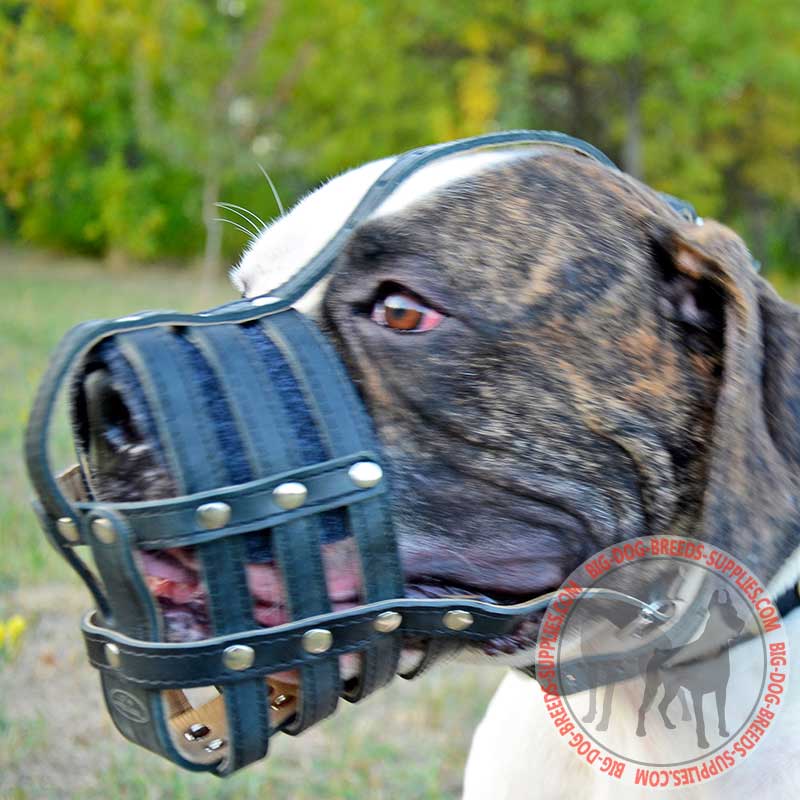 Dog muzzle sales for american bulldog