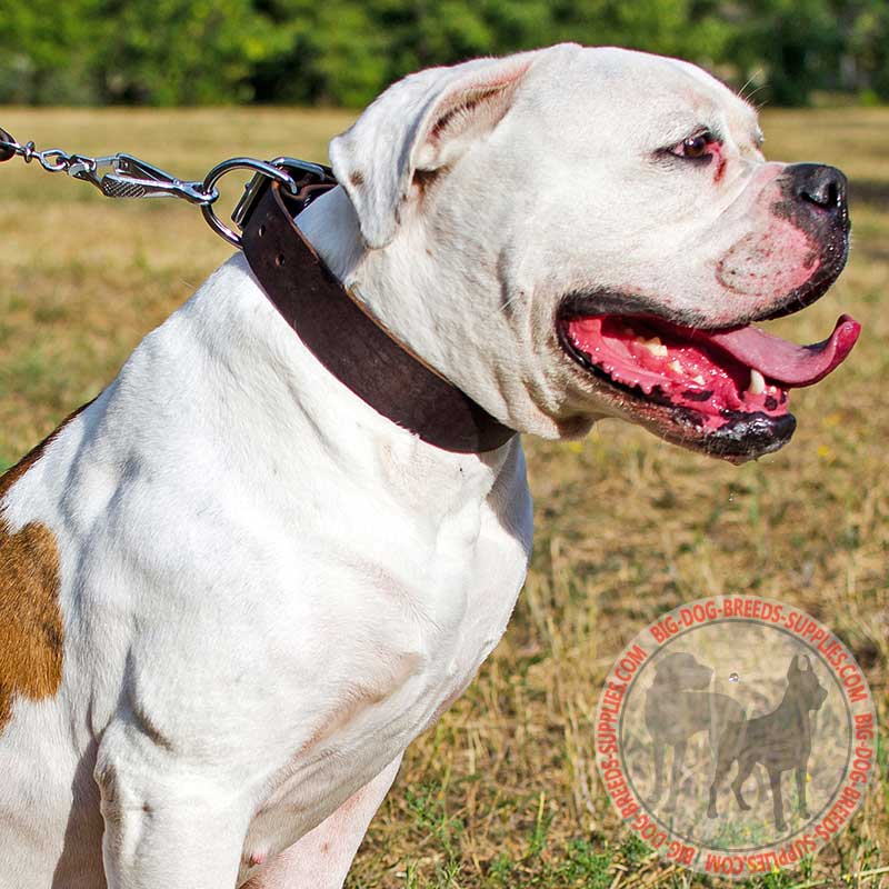 Classic Leather American Bulldog Collar for Walking and Training