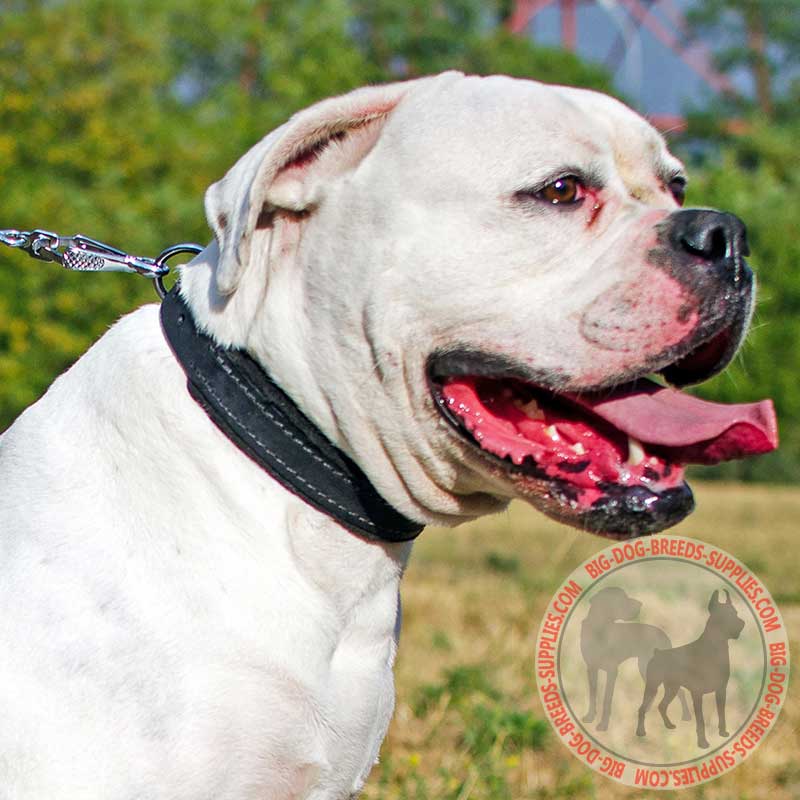 Training Leather American Bulldog Collar with Felt Padding