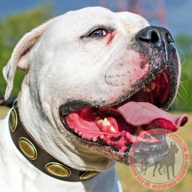 Leather American Bulldog Collar with Brass Oval Plates for Walking and Training
