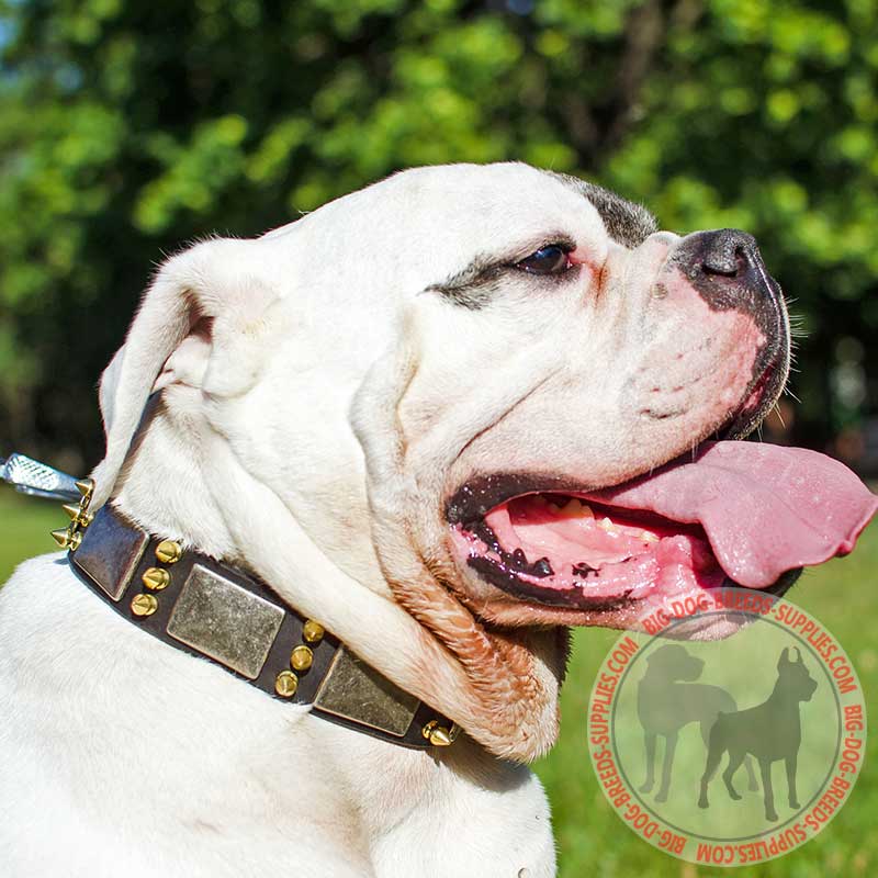 Fashion Leather American Bulldog Collar for Walking Each Day