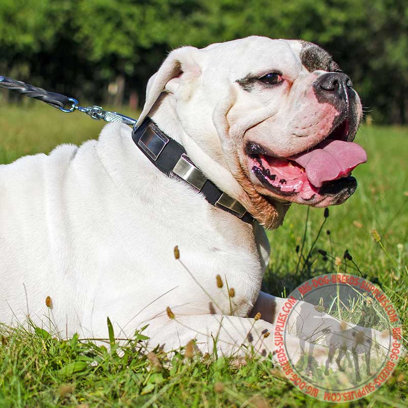 Leather American Bulldog Collar with Large Figured Plates for Daily Walking