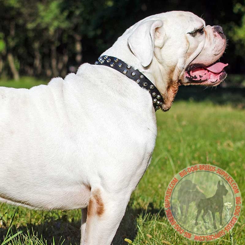 Fashion American Bulldog Collar with Nickel Pyramids for Daily Walking