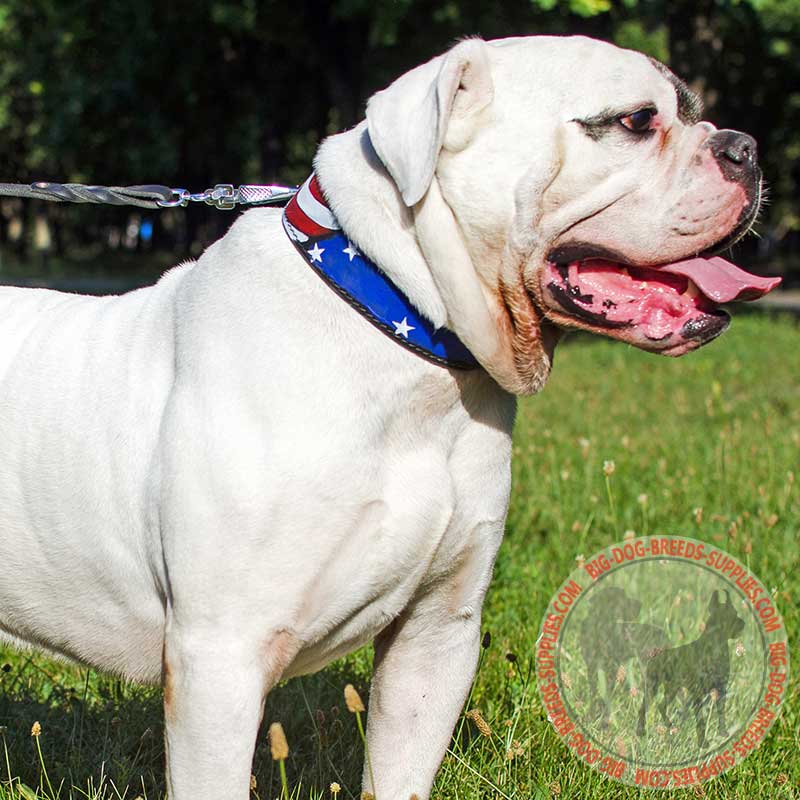 Leather American Bulldog Collar with Hand Painting for Walking and Training