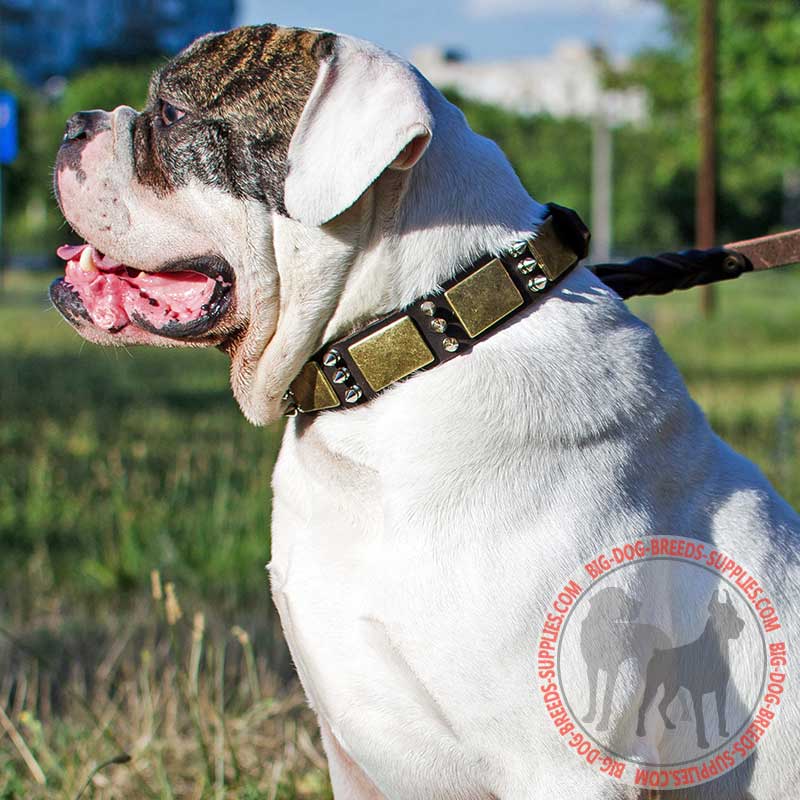 Leather American Bulldog Collar with Spikes and Plates for Daily Walking