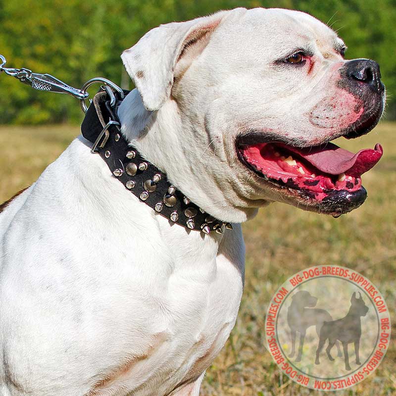Spiked and Studded Leather American Bulldog Collar