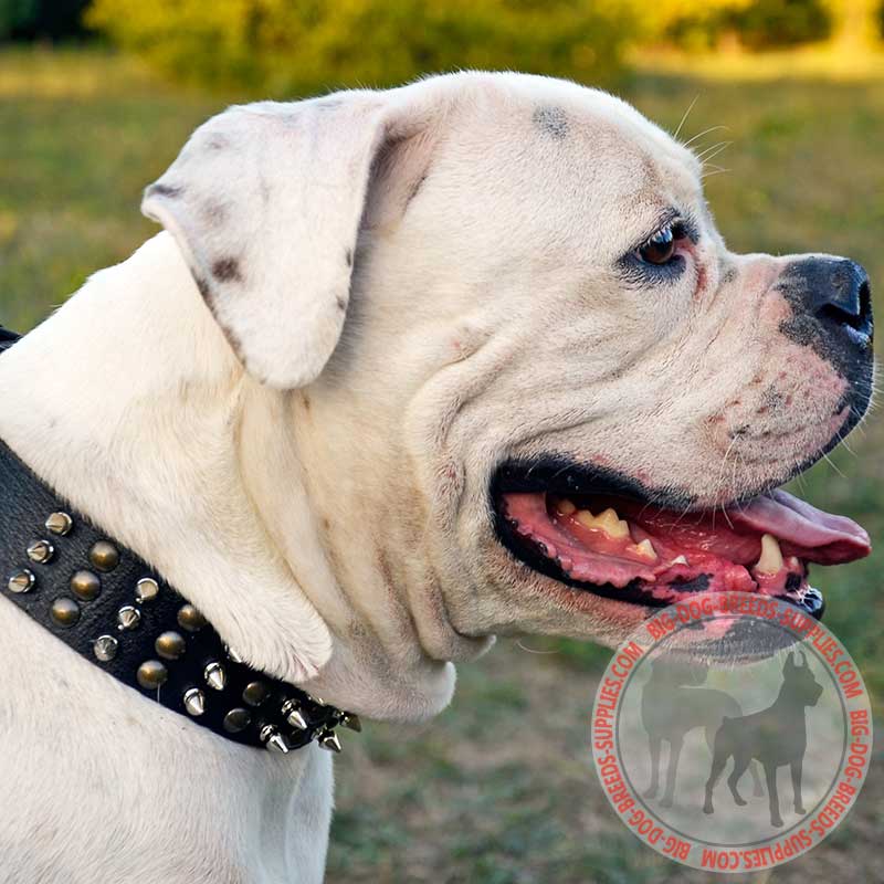 Stylish Leather American Bulldog Collar with Spikes and Studs for Daily Walking