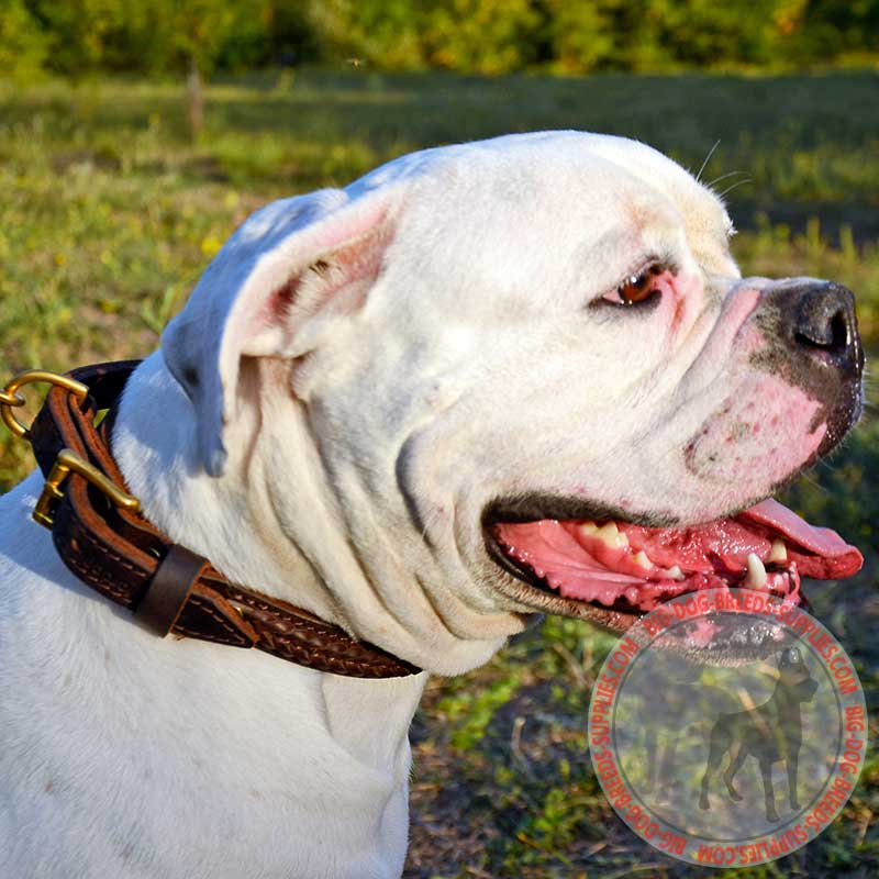 Two Ply Braided Leather American Bulldog Collar for Walking and Training - Click Image to Close
