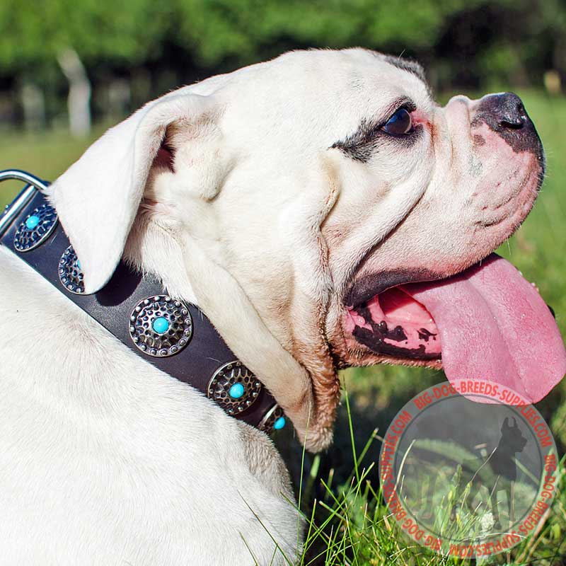 Leather American Bulldog Collar with Blue Stones for Walking and Training