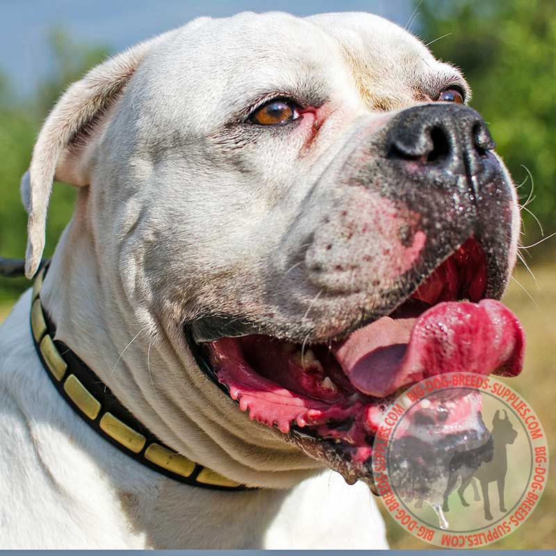 Leather American Bulldog Collar with Brass Plates