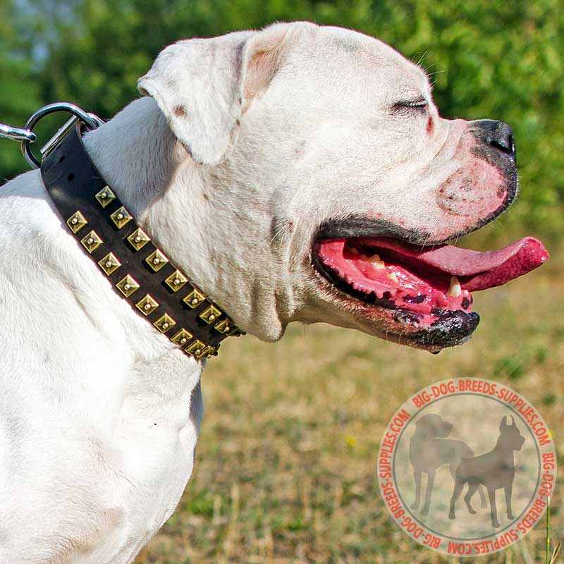 Caterpillar - Studded Leather American Bulldog Collar for Walking and Training
