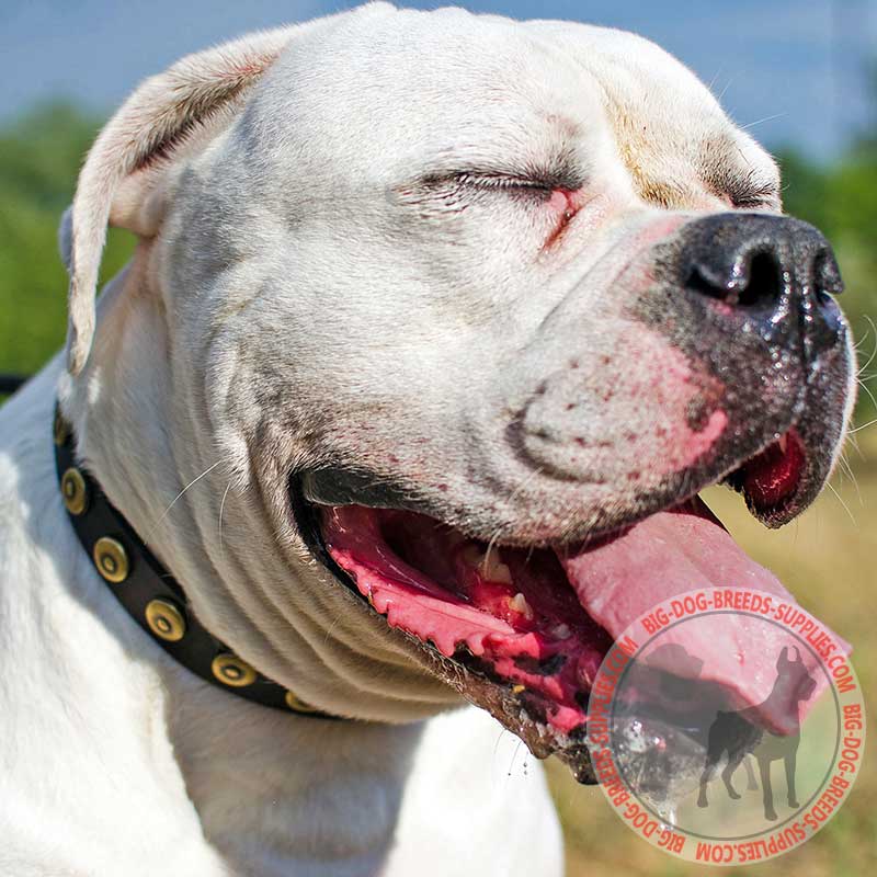 Studded Leather American Bulldog Collar for Walking and Training