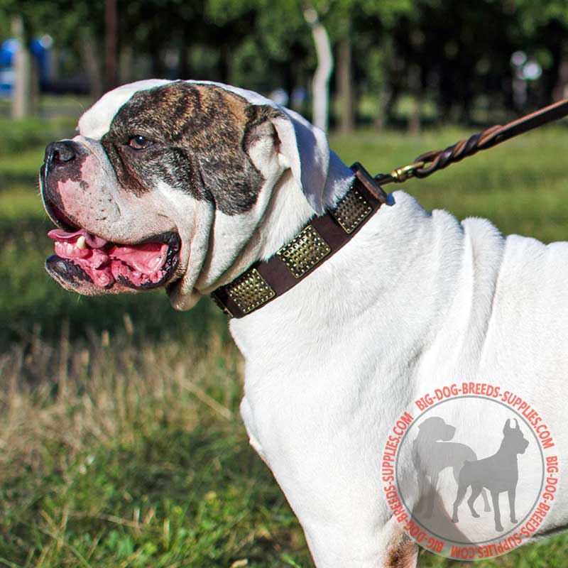 Fashion Leather American Bulldog Collar with Figured Plates for Walking and Training