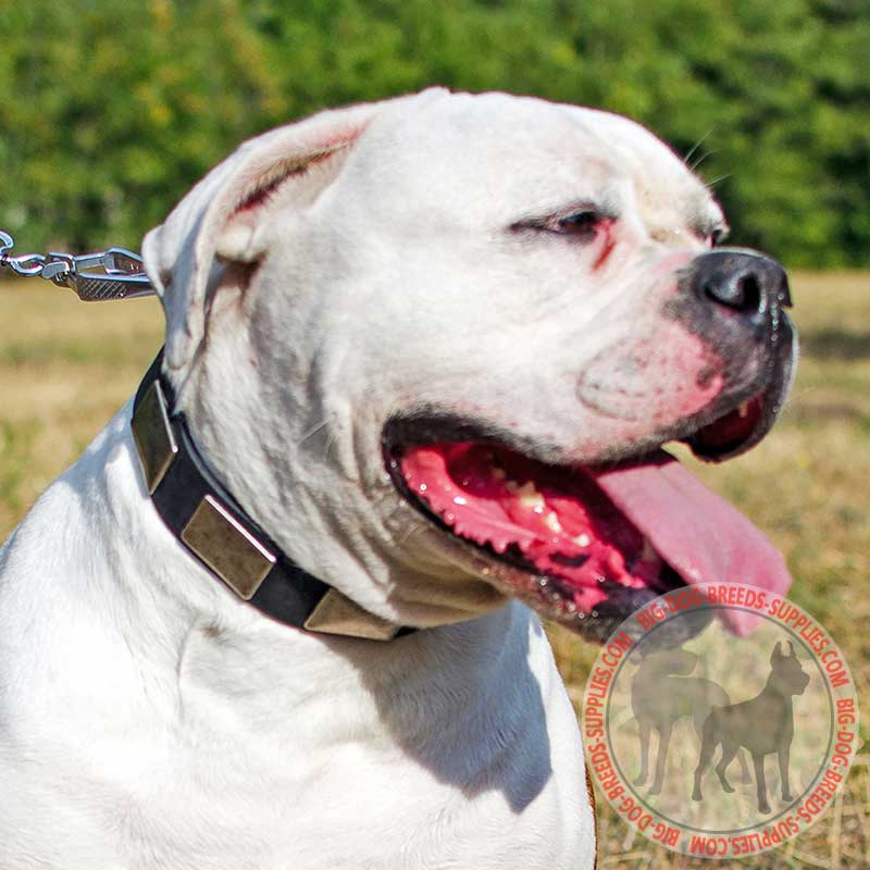 Leather American Bulldog Collar with Large Nickel Plates for Walking and Training