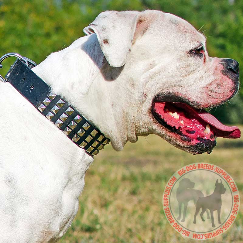 Wide Leather American Bulldog Collar for Daily Walking in Style