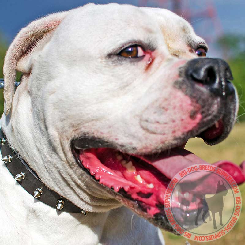 Spiked Leather Collar for American Bulldog Daily Walking