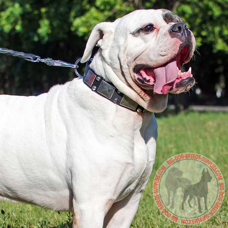 Designer Leather American Bulldog Collar with Plates and Pyramids for Daily Walking