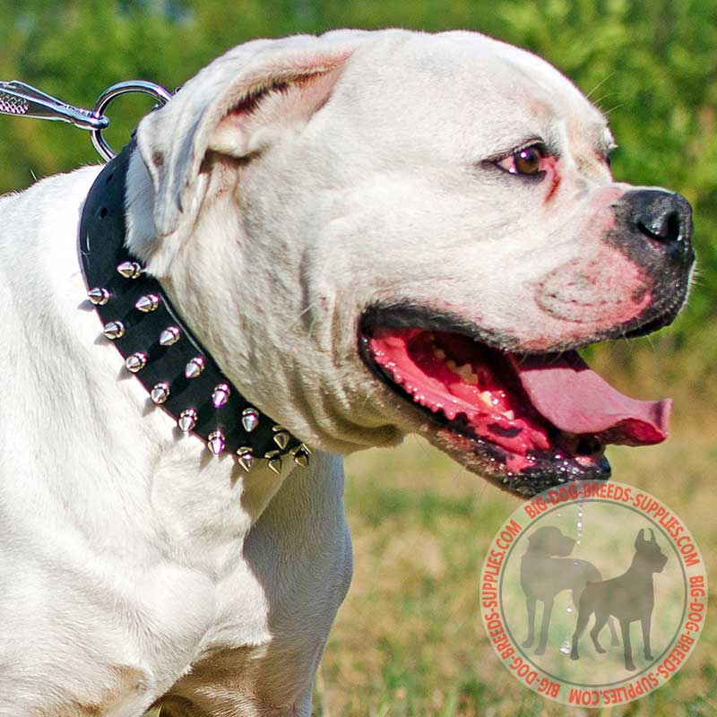 Nickel Spiked Leather American Bulldog Collar for Daily Walking