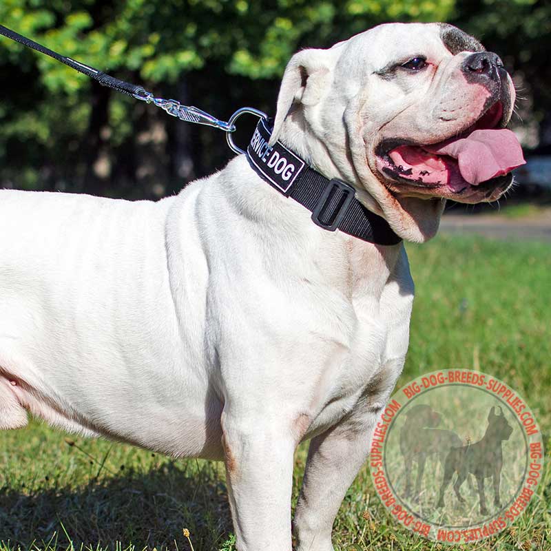 Nylon American Bulldog Collar with Identification Patches for Walking and Training