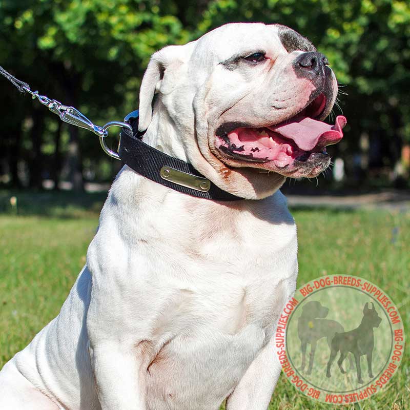 Any Weather Nylon American Bulldog Collar with ID Tag for Walking and Training