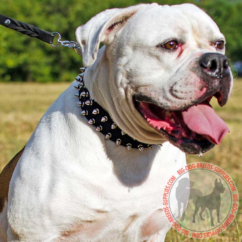 Spiked Nylon American Bulldog Collar for Everyday Walking