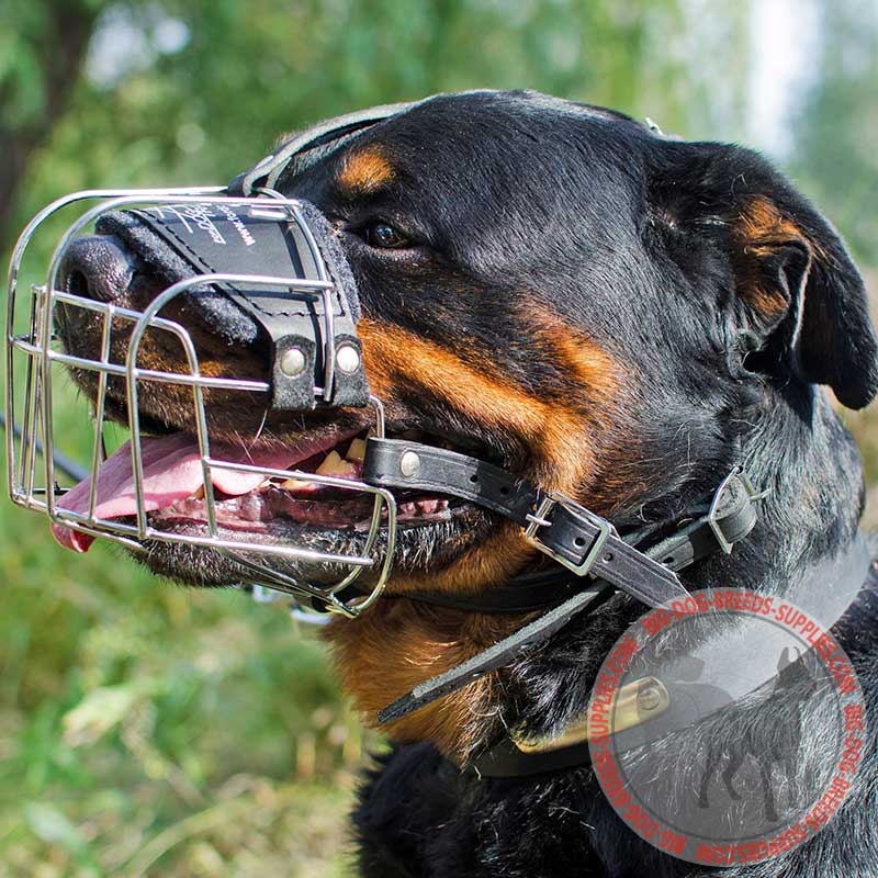 Short deals muzzle rottweiler