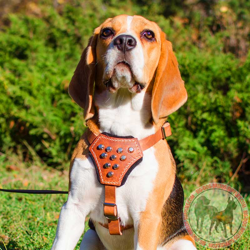 Leather Dog Harness Decorated with Pyramids for Puppies and Small Breeds Daily Walking and Training