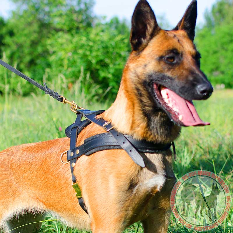 Leather Belgian Malonois Harness for Pulling and Tracking