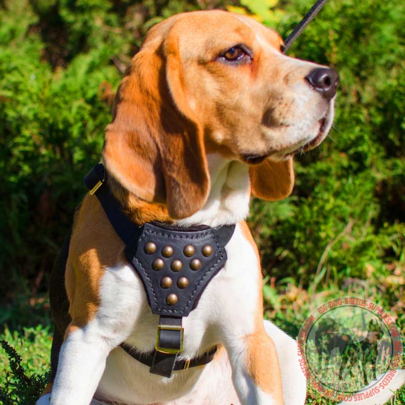 Fashion Leather Puppy Harness with Silvery Studs Training and Walking