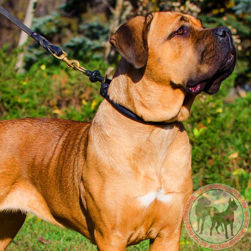 Leather Choke Cane Corso Collar for Obedience Training