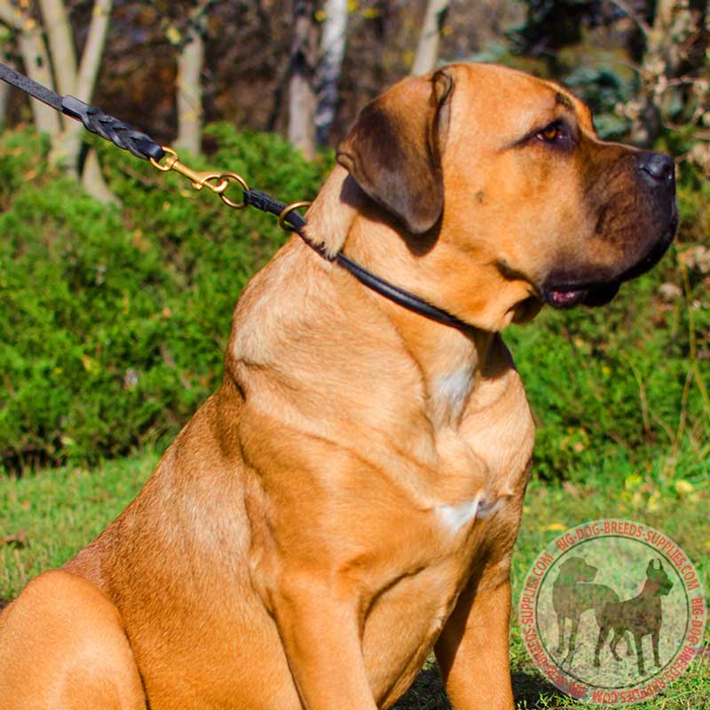 Leather Choke Cane Corso Collar for Training and Walking