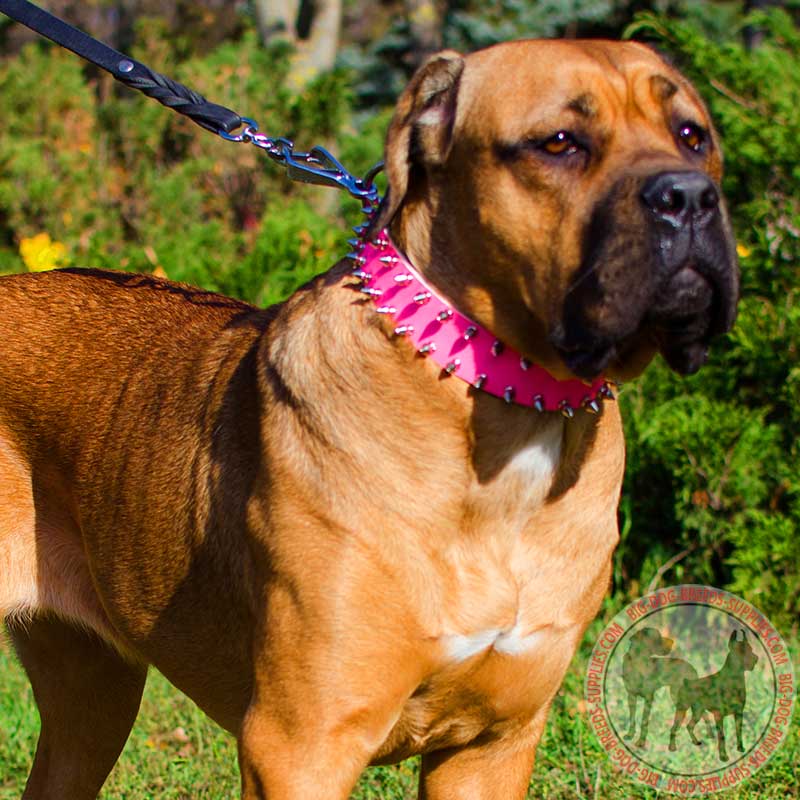 Pink Leather Cane Corso Collar with Spikes