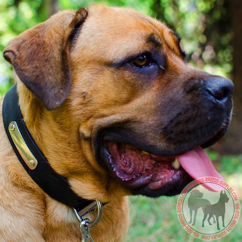 Identification Leather Cane Corso Collar