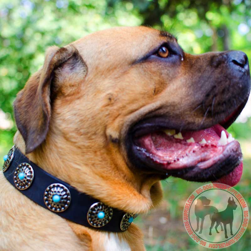 Leather Cane Corso Collar Decorated with Blue Stones