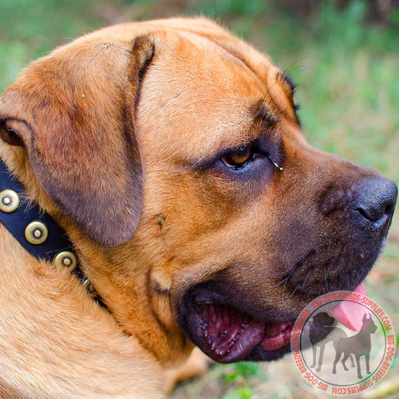 Leather Cane Corso Collar With Dotted Circles
