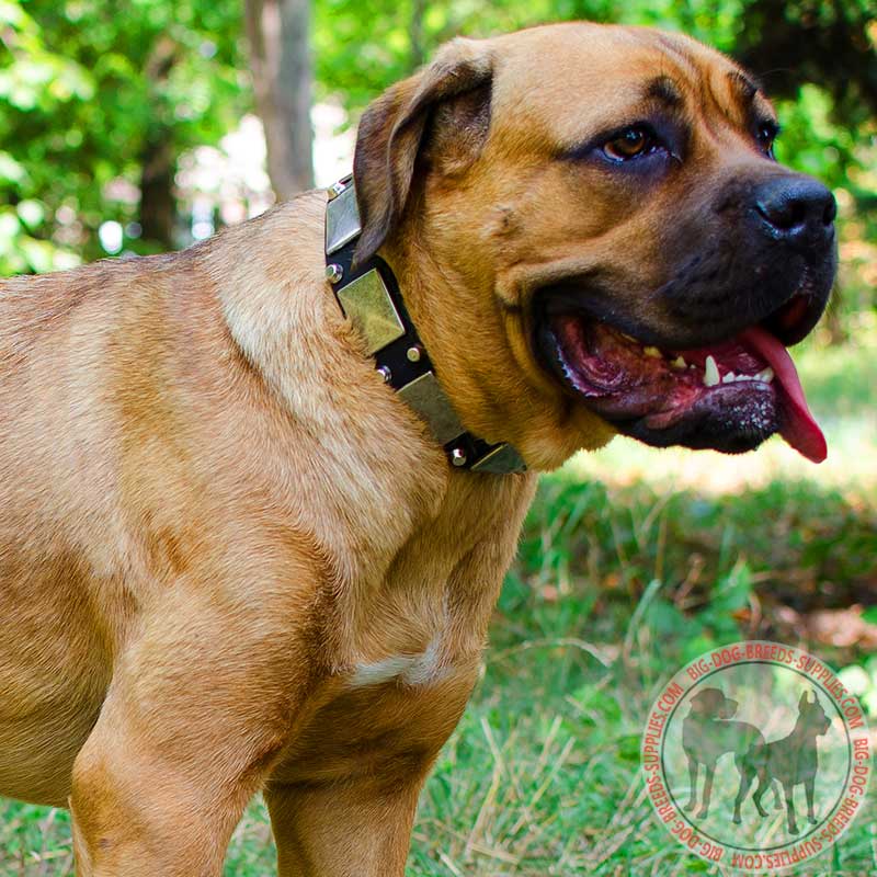 Leather Cane Corso Collar with Nickel Plates and Nickel Pyramids