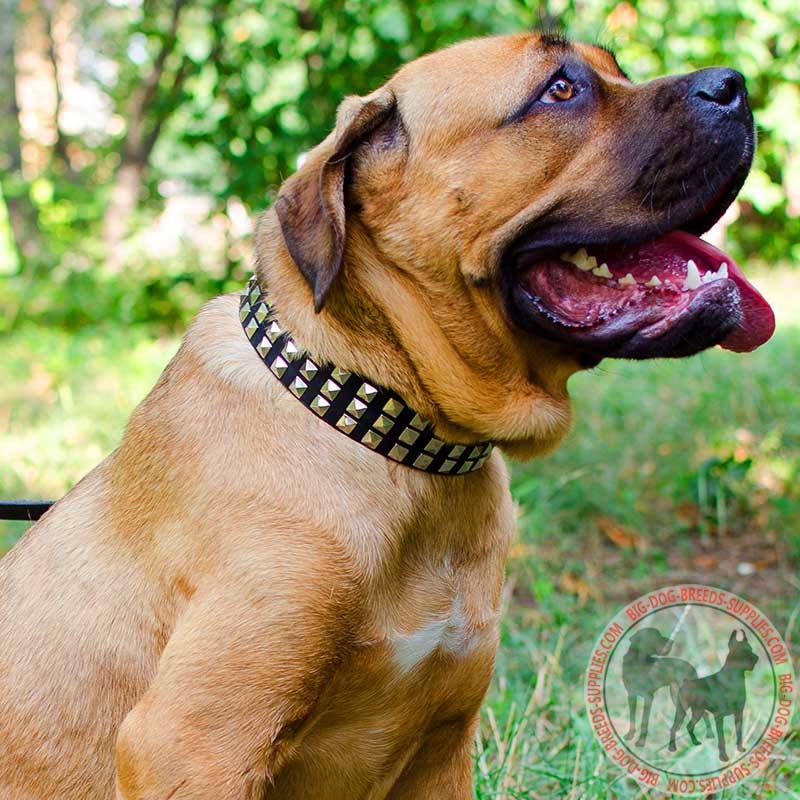 Leather Cane Corso Collar with 3 Rows of Nickel Pyramids
