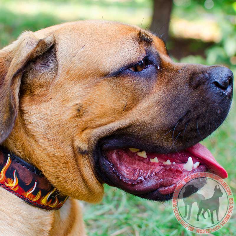 Painted in Flames Leather Cane Corso Collar