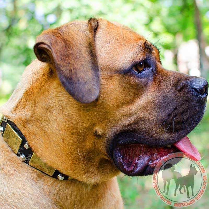 Decorated Leather Cane Corso Collar for Daily Walks