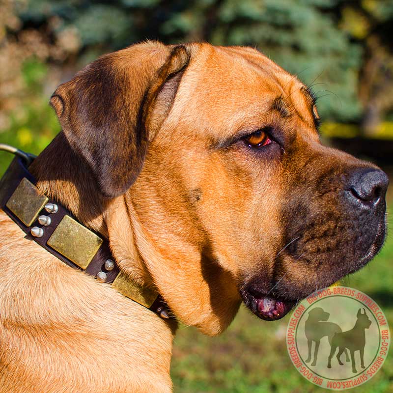 Leather Cane Corso Collar with Brass Plates and Nickel Spikes