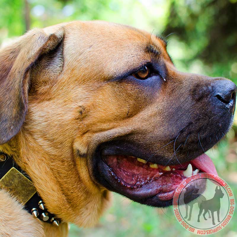 Decorated Cane Corso Collar for Walking in Style