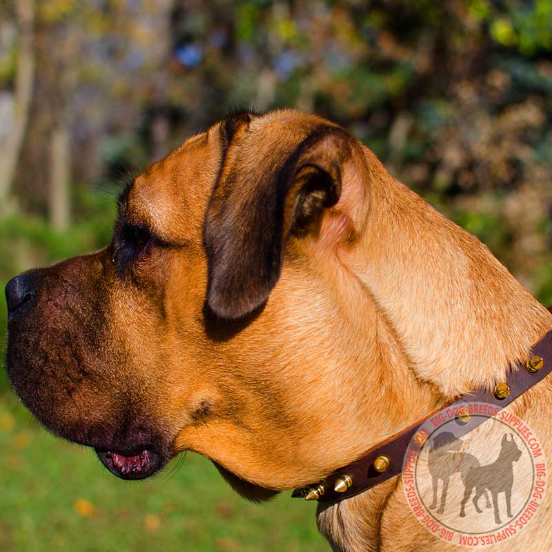 Spiked Leather Cane Corso Collar for Walking and Training