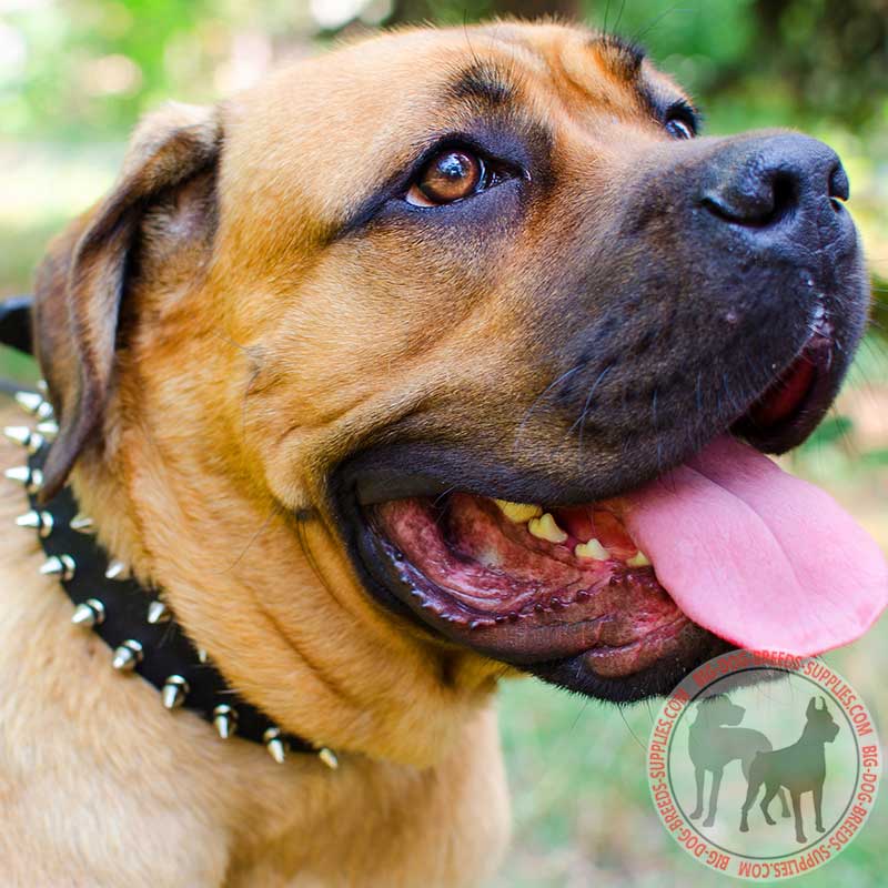 Leather Spiked Cane Corso Collar for Everyday Walking