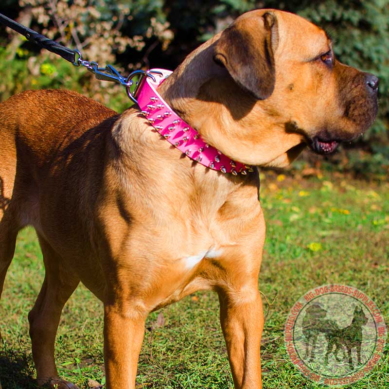 Pink Leather Cane Corso Collar with 3 Rows of Spikes