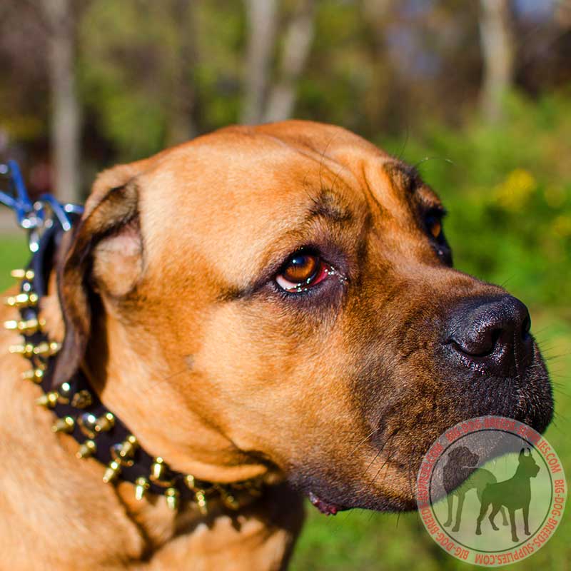 Leather Cane Corso Collar Spiked and Studded