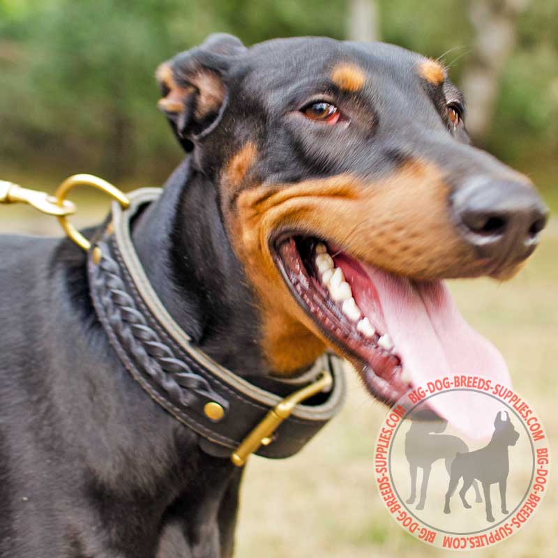 2 ply Leather Doberman Collar with Braids