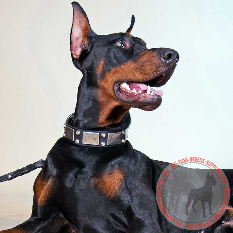 Leather Doberman Collar with Vintage Nickel Plates and Studs