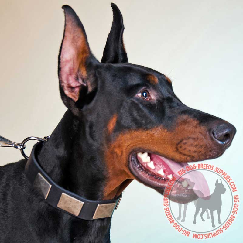 Walking in Style Leather Doberman Collar with Nickel Plates