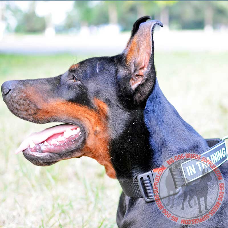 Nylon Doberman Collar with ID Patches